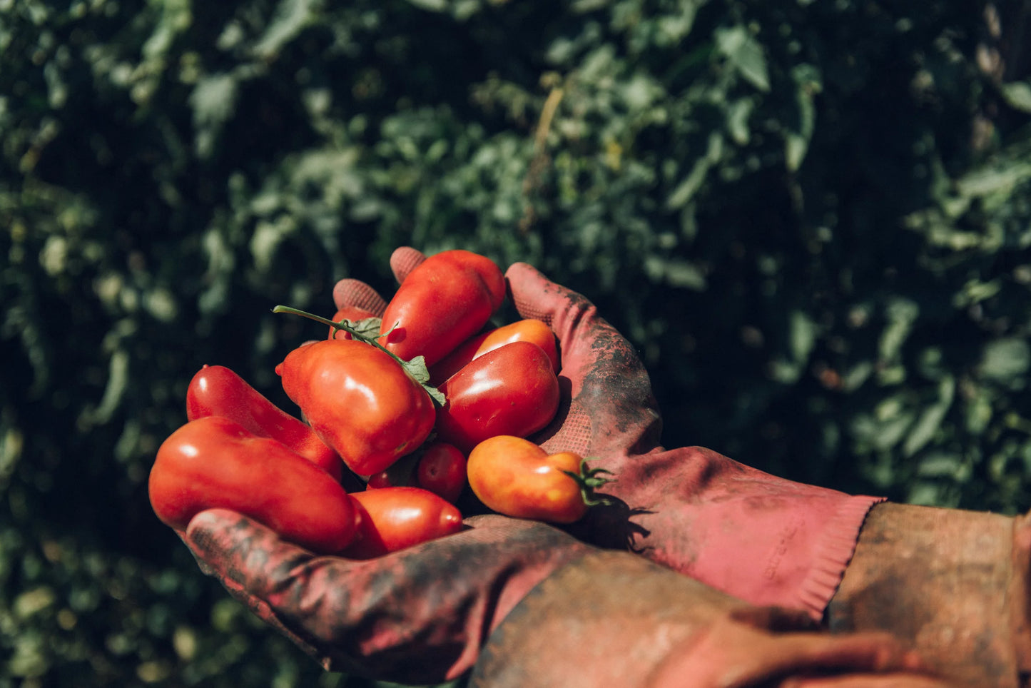 Viani | Tomatoes: Buon Pomodoro - Peeled (400g)