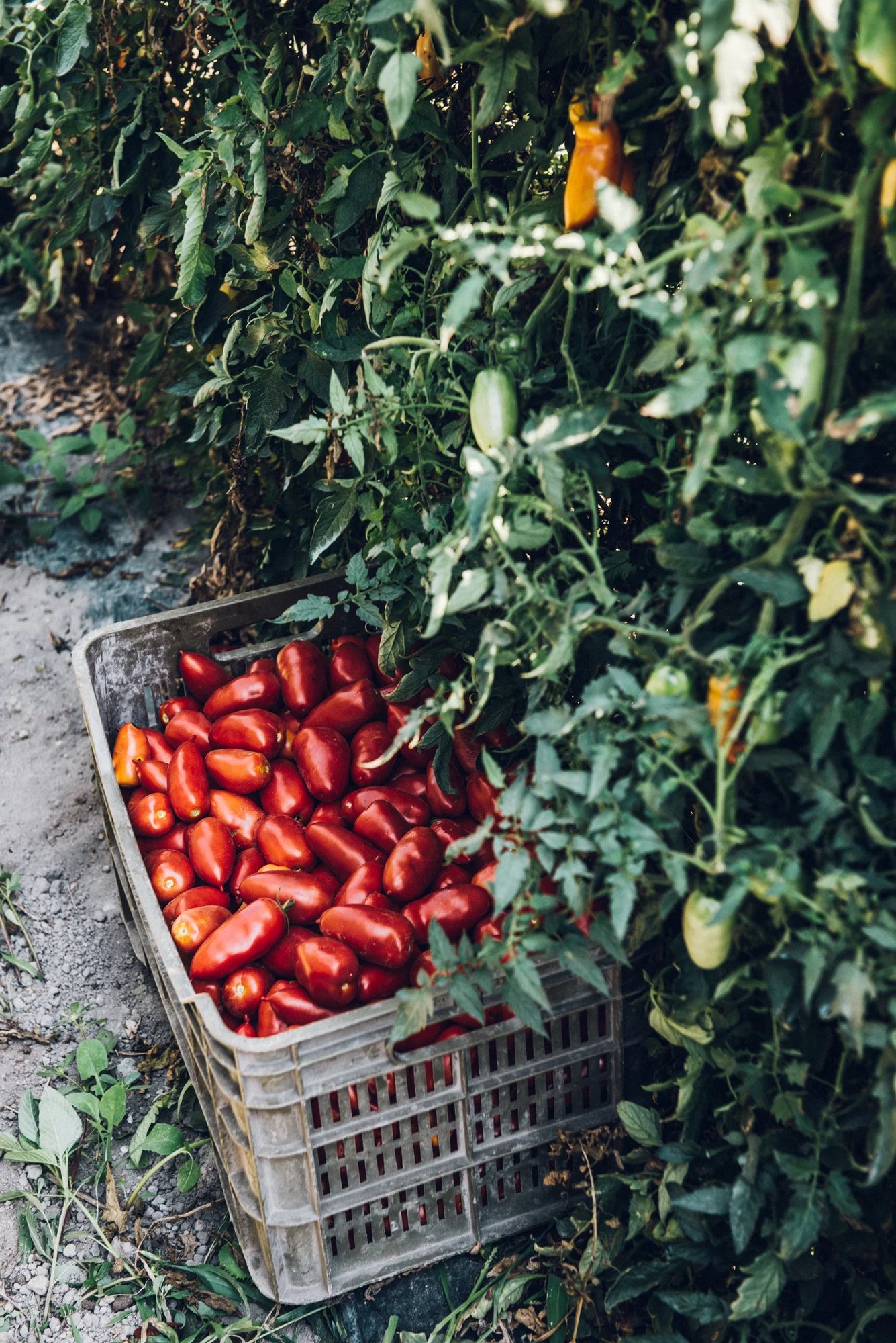 Viani | Tomatoes: Buon Pomodoro - Peeled (400g)